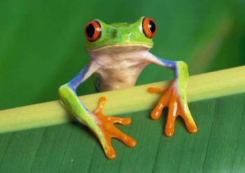 Red-Eyed Tree Frog Picture